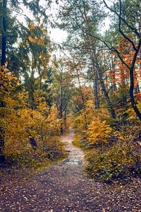 Trees growing in forest during autumn