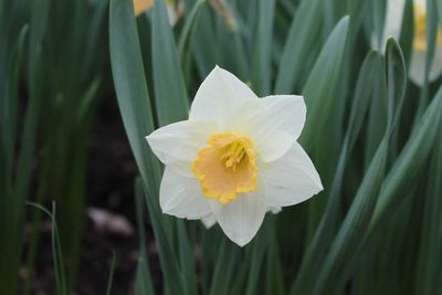 Close-up of white daffodil