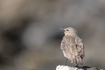 Close-up of bird perching outdoors