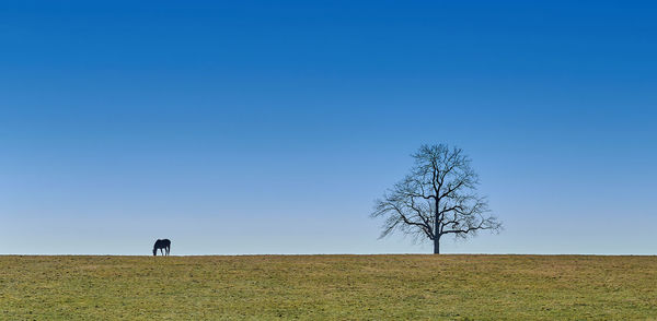 Silhouette people walking on field against clear blue sky