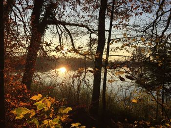 Sun shining through trees