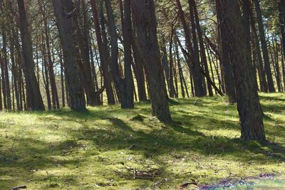 Trees in forest