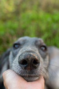 Doggy dirty nose close-up. selective focus