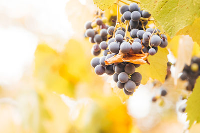 Close-up of grapes growing in vineyard