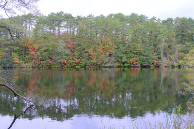 Scenic view of lake by trees in forest against sky