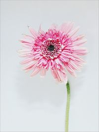 Close-up of pink flower