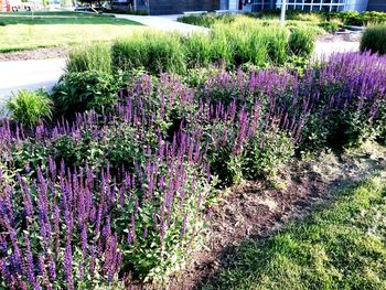 Purple flowers blooming in field