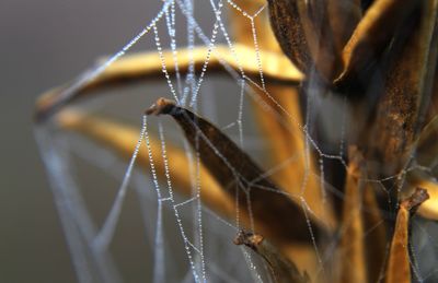 Close up of plant against blurred background