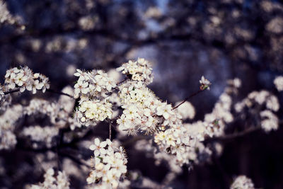 Close-up of white cherry blossoms in spring