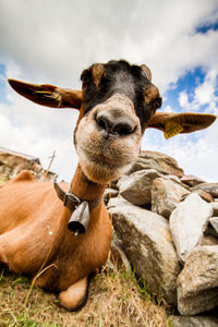 Close-up portrait of a sheep
