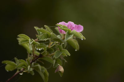 Close-up of pink flowering plant leaves