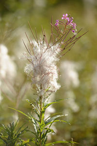 Close-up of purple flowering plant