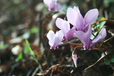 Close-up of pink flowers