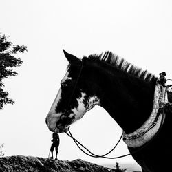 Side view of a horse