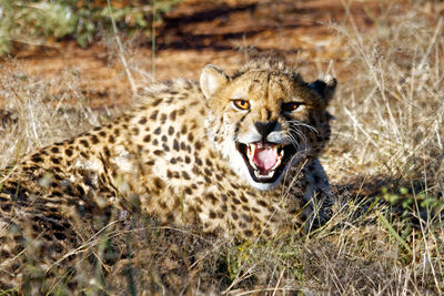 Portrait of a cheetah snarling
