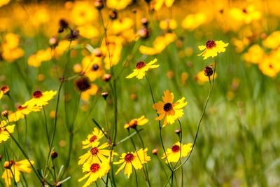 Close-up of bee on yellow flowers