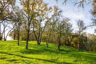 Trees on field against sky