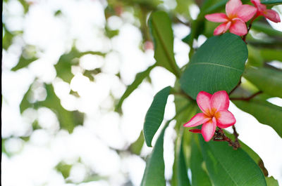 Close-up of pink orchid blooming on tree
