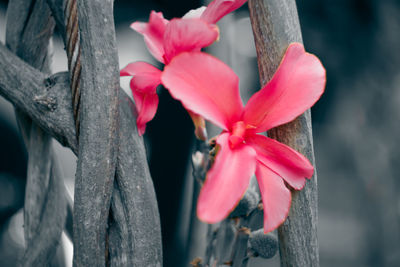 Close-up of pink flowers blooming outdoors