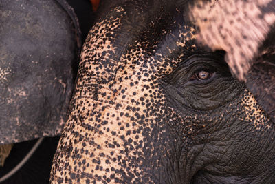 Close-up portrait of elephant