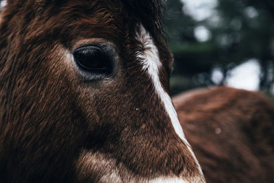 Close-up of head of brown donkey