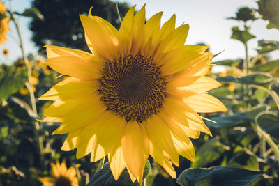 Close-up of sunflower