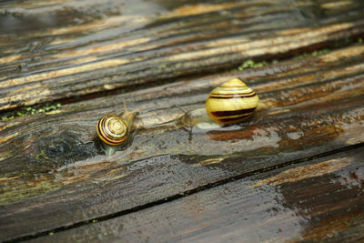 Close-up of snail on wood