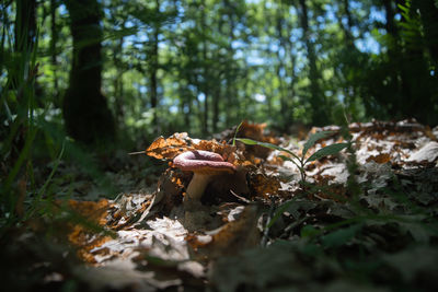 Close-up of mushroom growing in forest