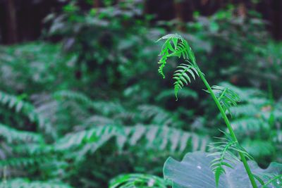 Close-up of green plant