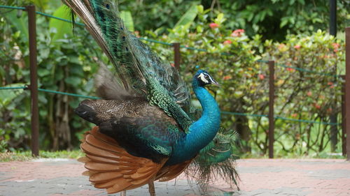 Close-up of a peacock