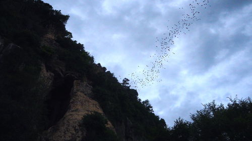 Low angle view of birds flying against sky