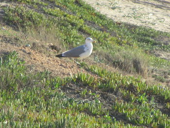 Seagull perching on a field