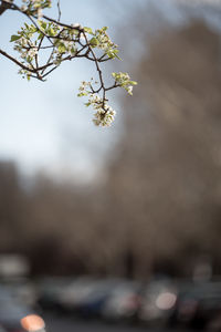 Close-up of flower tree