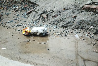High angle view of dog on street