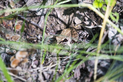 High angle view of snake on field