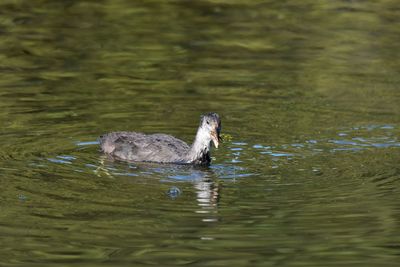 Coot chick swimming in a lake