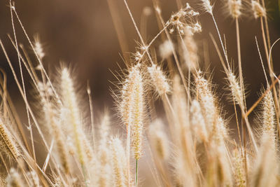 Close-up of wheat growing on field