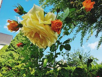 Low angle view of flowering plant against sky