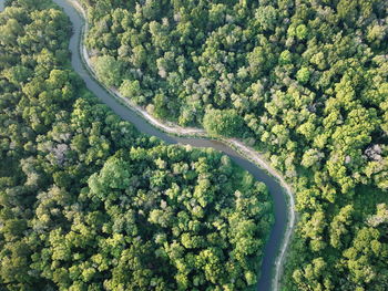 High angle view of road amidst trees in forest