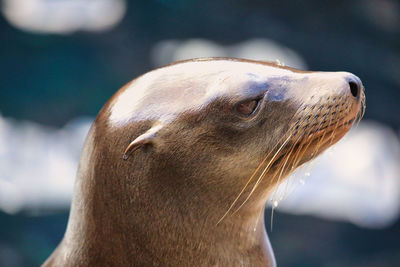 Close-up of sea lion