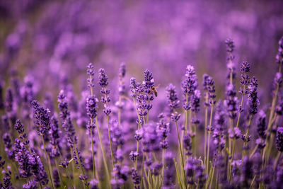 Close-up of purple flowers blooming in field