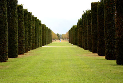 Panoramic shot of trees on land against sky