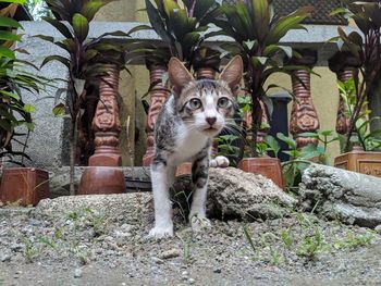 Portrait of cat sitting on potted plant