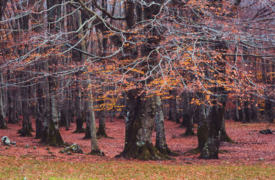 Trees in forest during autumn