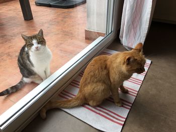 High angle view of cats sitting on tiled floor