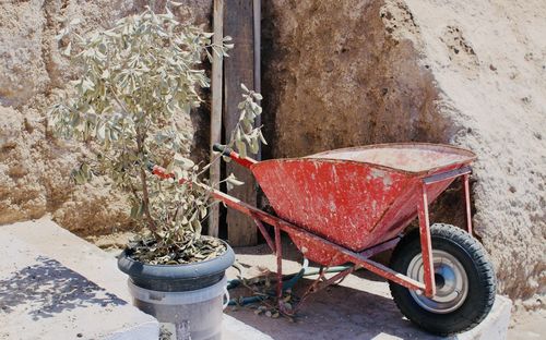 Potted plant and wheelbarrow