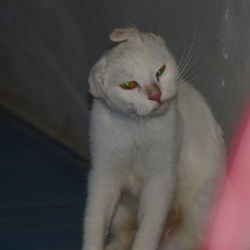 Close-up of cat looking away
