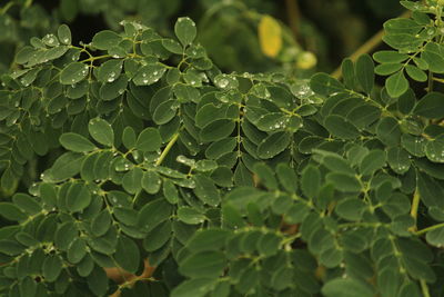 Close up shot of rain water drops on the single or lot of green leafs on the tree in morning