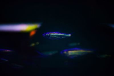 Close-up of jellyfish swimming in aquarium