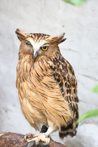 Close-up portrait of owl